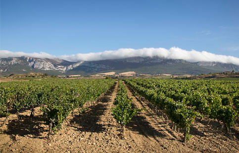 Imagen de viñedos de la rioja