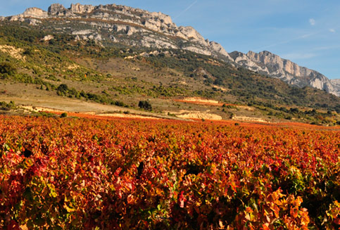 Imagen de viñedos de la rioja