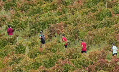 Correr entre viñedos: una experiencia única en Rioja Alavesa