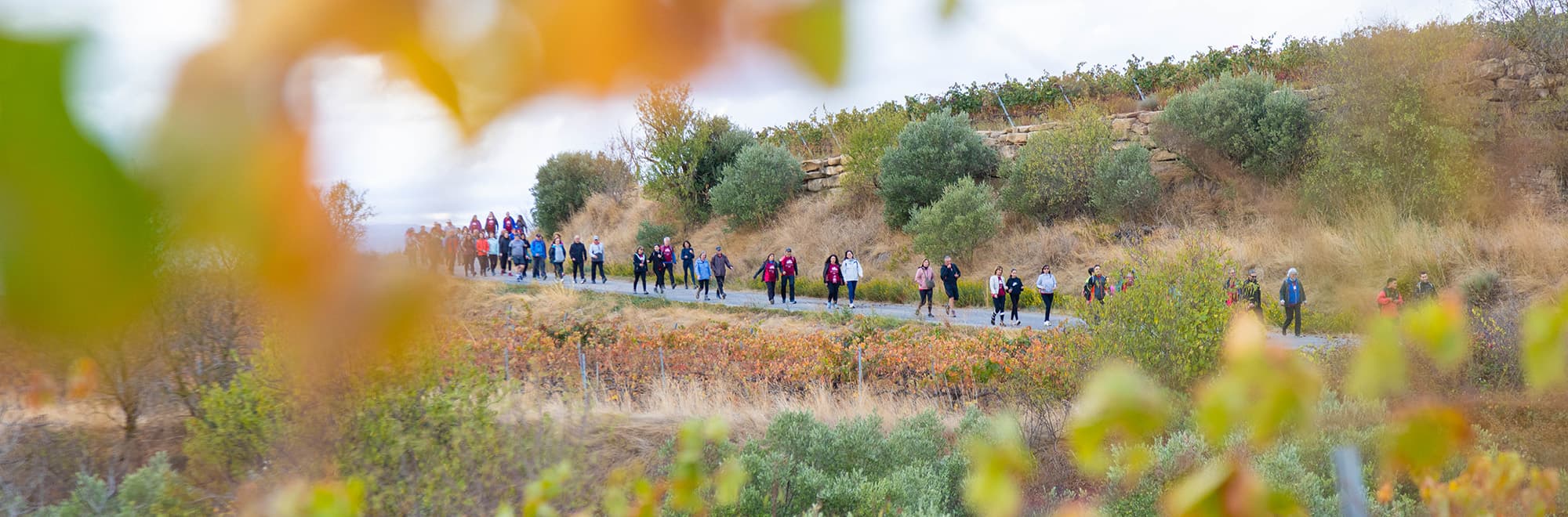 Wine Run Rioja Alavesa